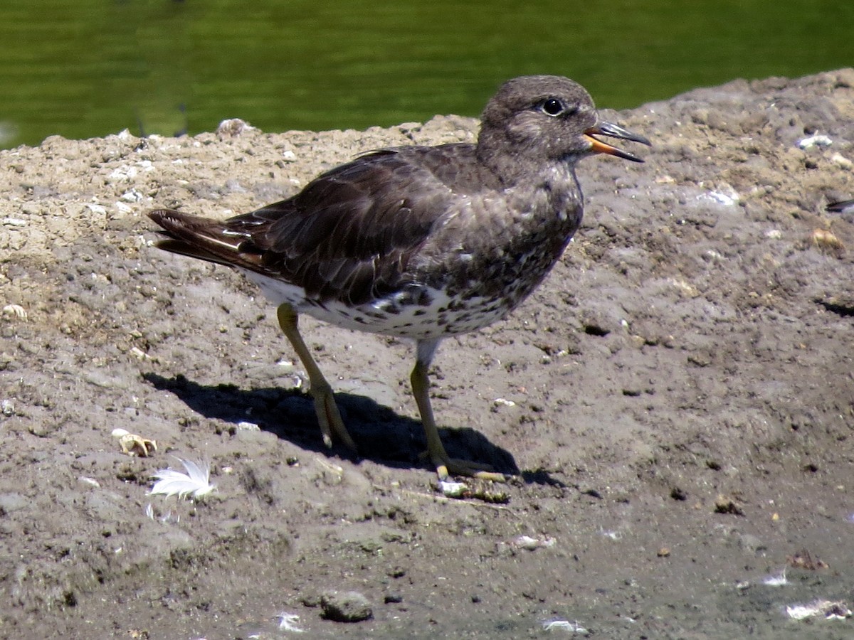 Surfbird - ML626195644