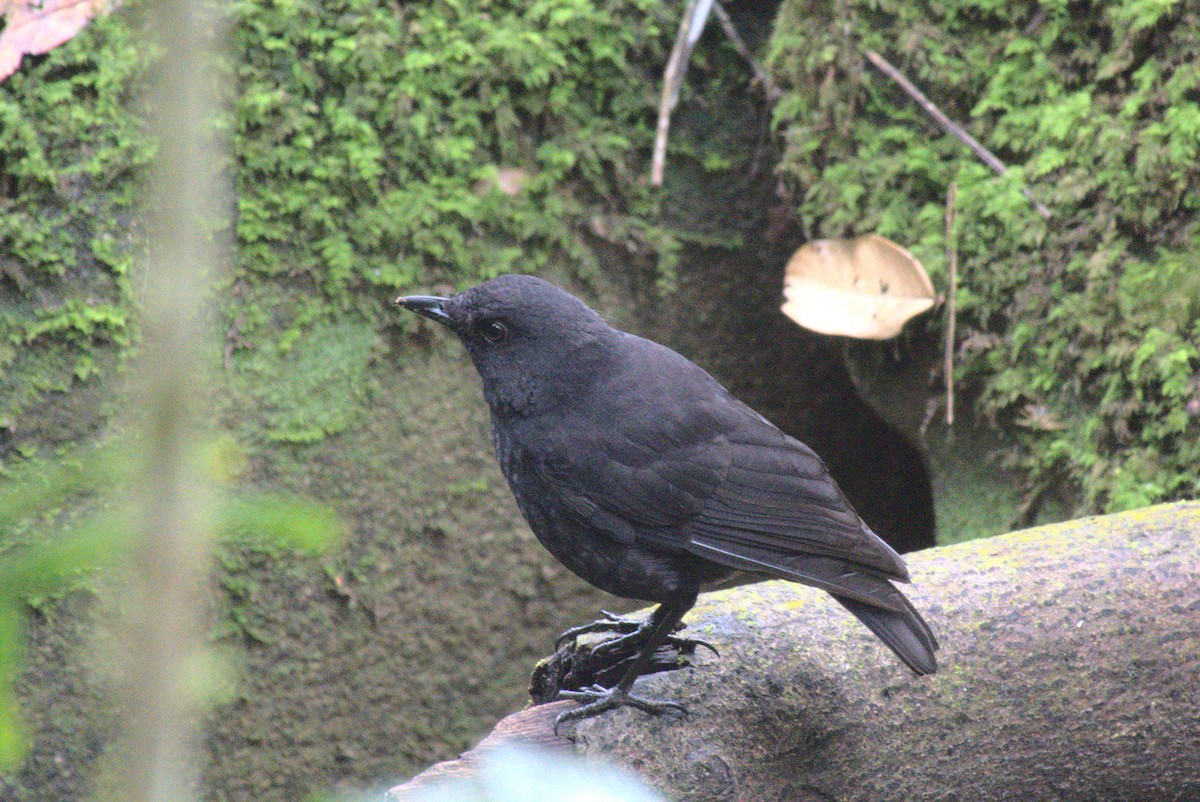 Bornean Whistling-Thrush - ML626195965