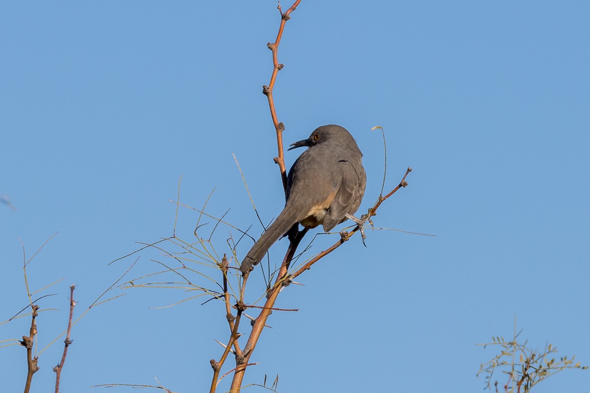 Curve-billed Thrasher - ML626196056