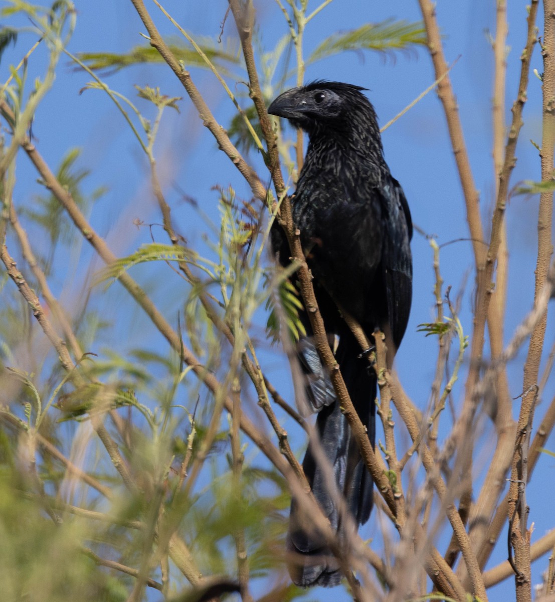 Groove-billed Ani - ML626196089