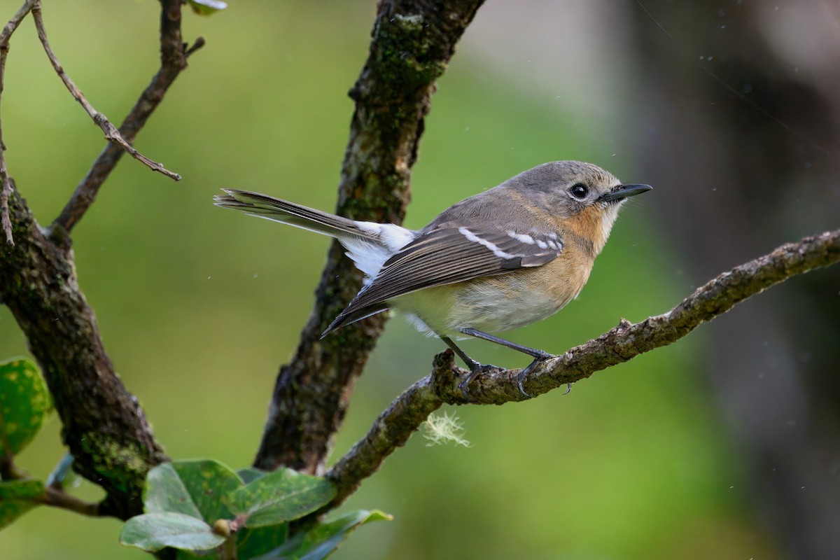 Kauai Elepaio - Bill Schneider