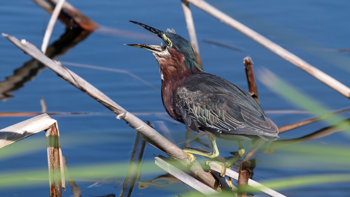 Green Heron - ML626196326