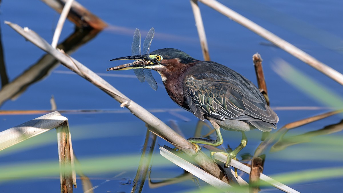 Green Heron - ML626196328