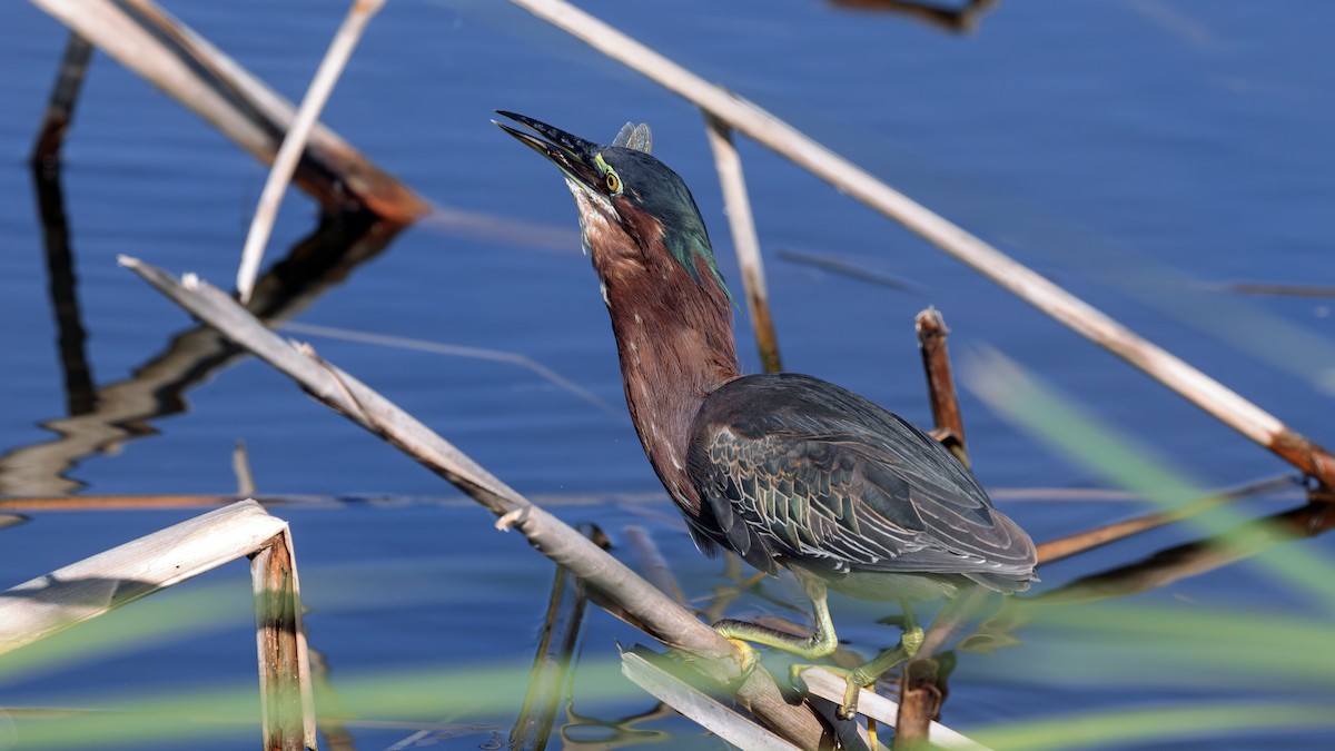 Green Heron - ML626196329