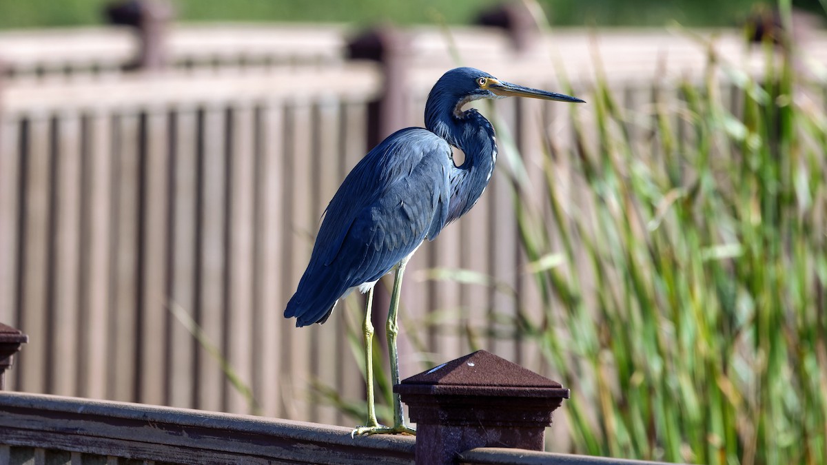 Tricolored Heron - ML626196334