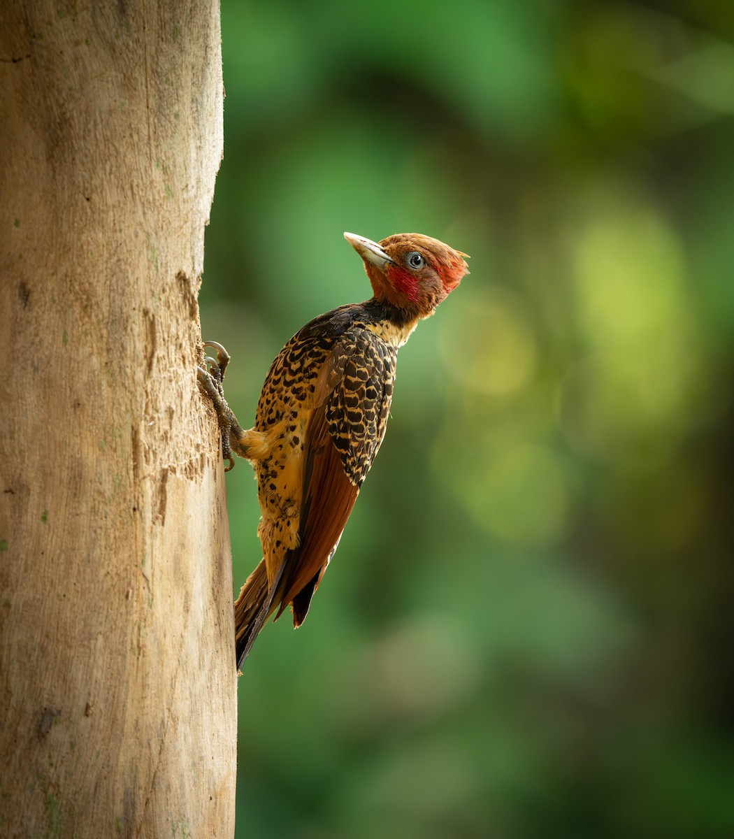 Rufous-headed Woodpecker - ML626196472