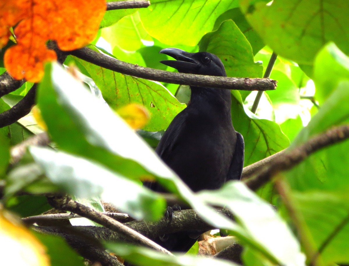 Philippine Jungle Crow - ML626196487