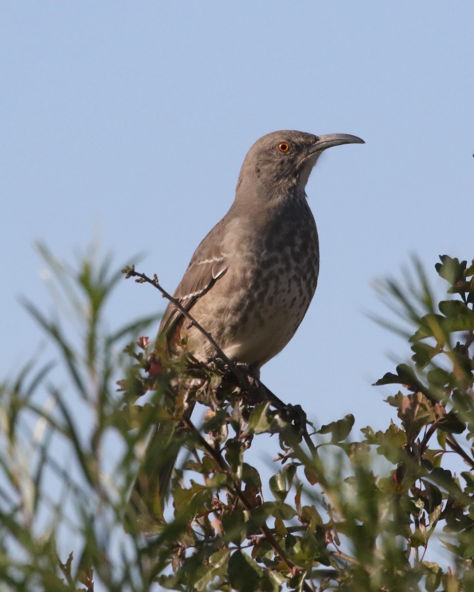 Curve-billed Thrasher (curvirostre Group) - ML626196592