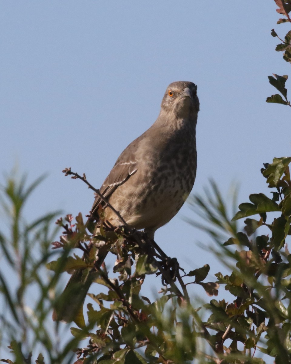 Curve-billed Thrasher (curvirostre Group) - ML626196593