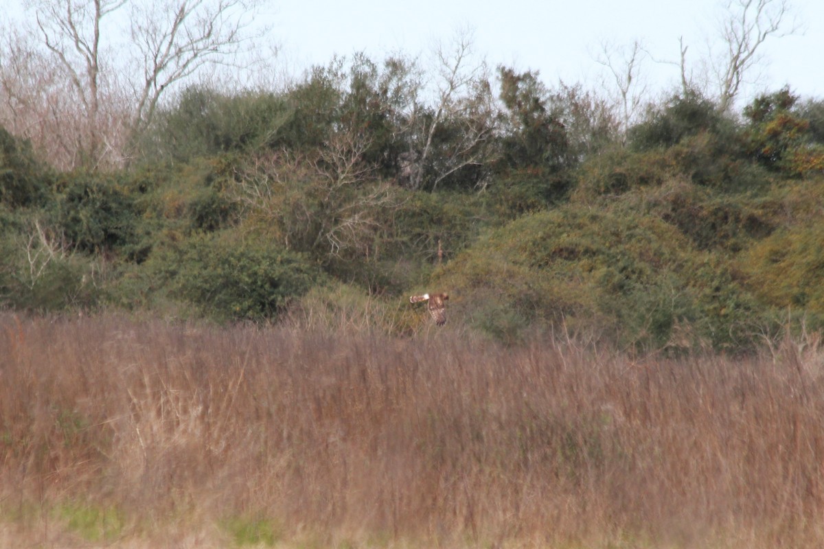 Northern Harrier - ML626196595