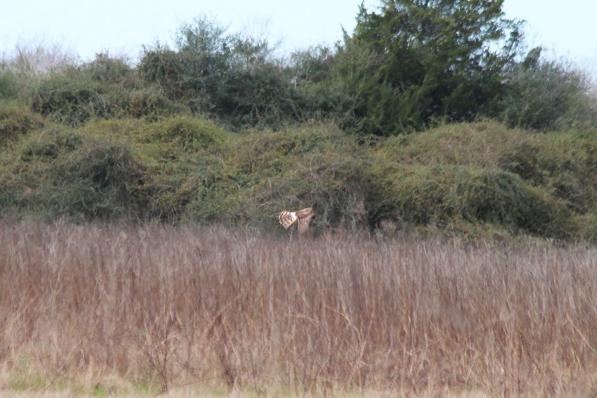 Northern Harrier - ML626196596