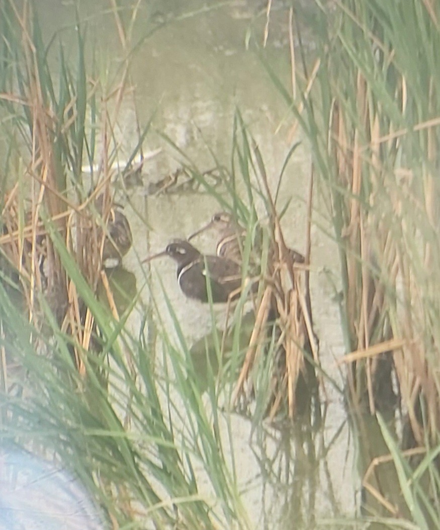 Greater Painted-Snipe - ML626196670