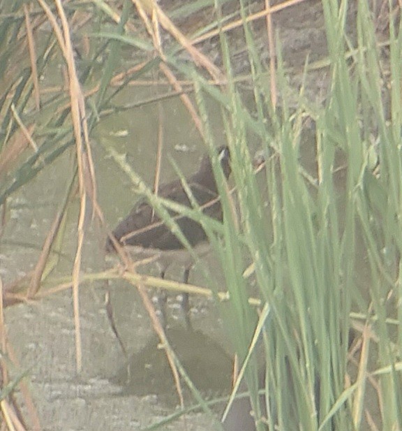 Greater Painted-Snipe - ML626196671