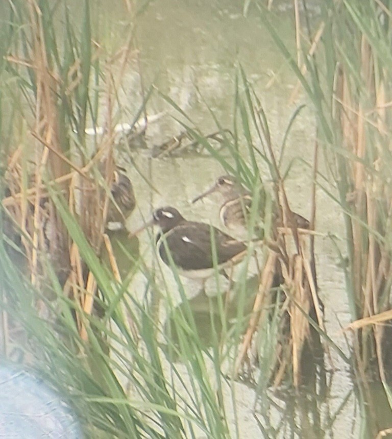 Greater Painted-Snipe - ML626196672
