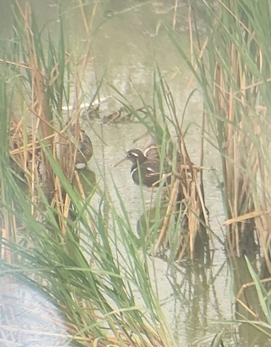 Greater Painted-Snipe - ML626196673