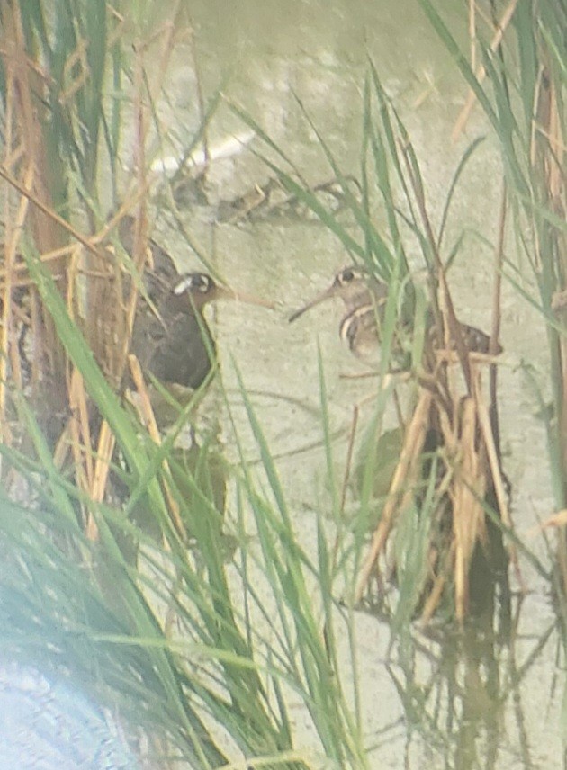 Greater Painted-Snipe - ML626196674