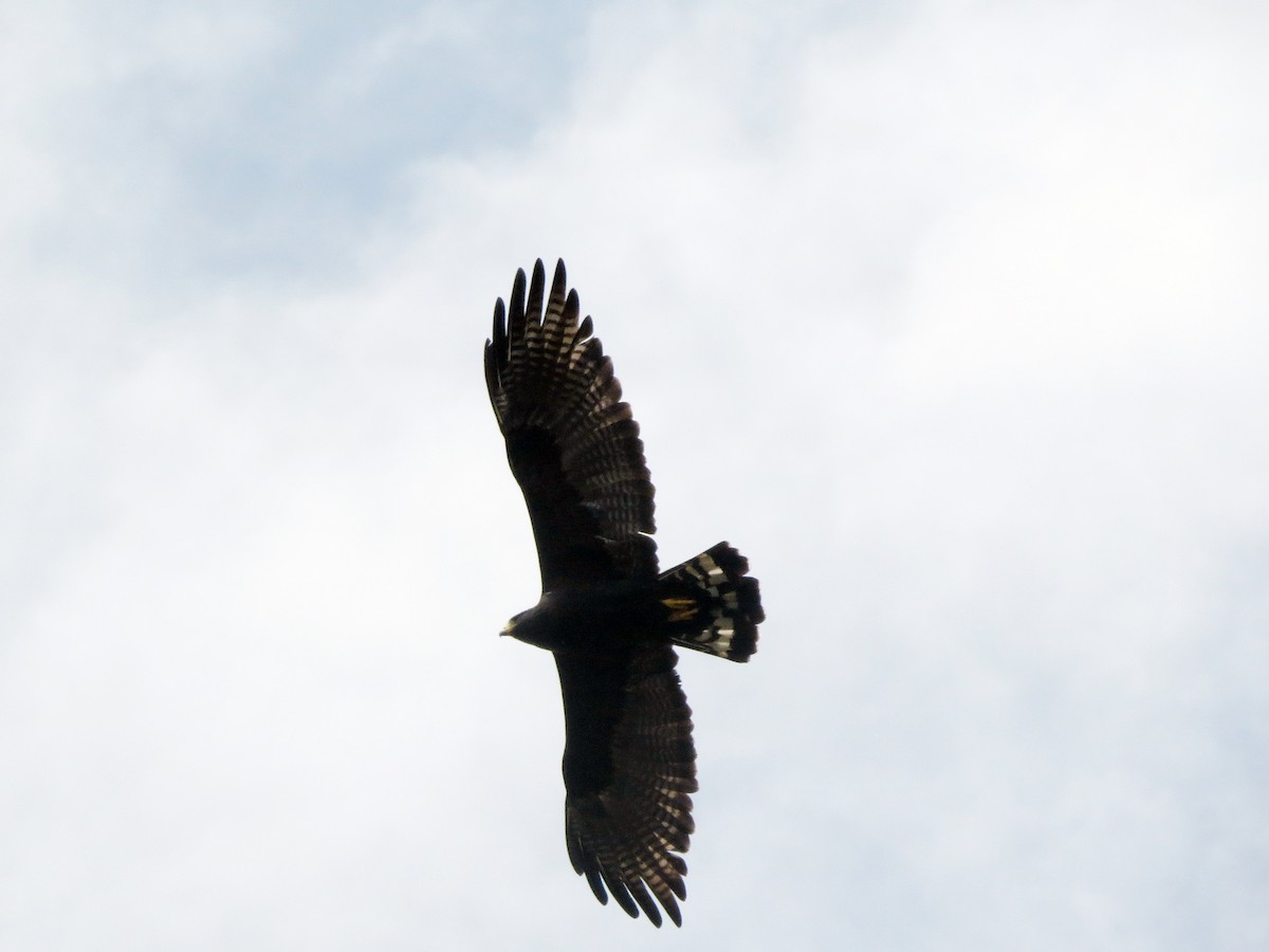 Zone-tailed Hawk - ML626196768