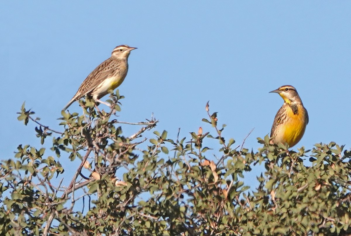 Western Meadowlark - ML626196862