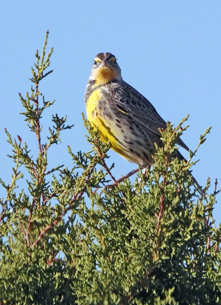 Western Meadowlark - ML626196863