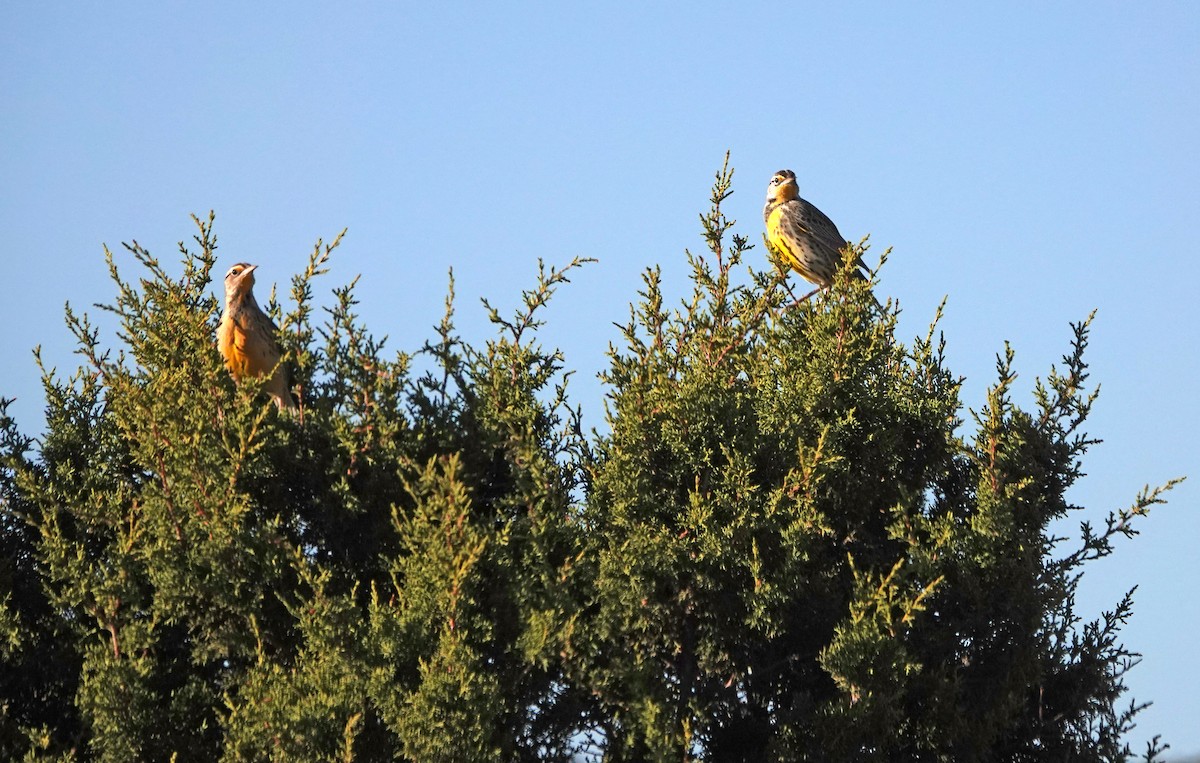 Western Meadowlark - ML626196864