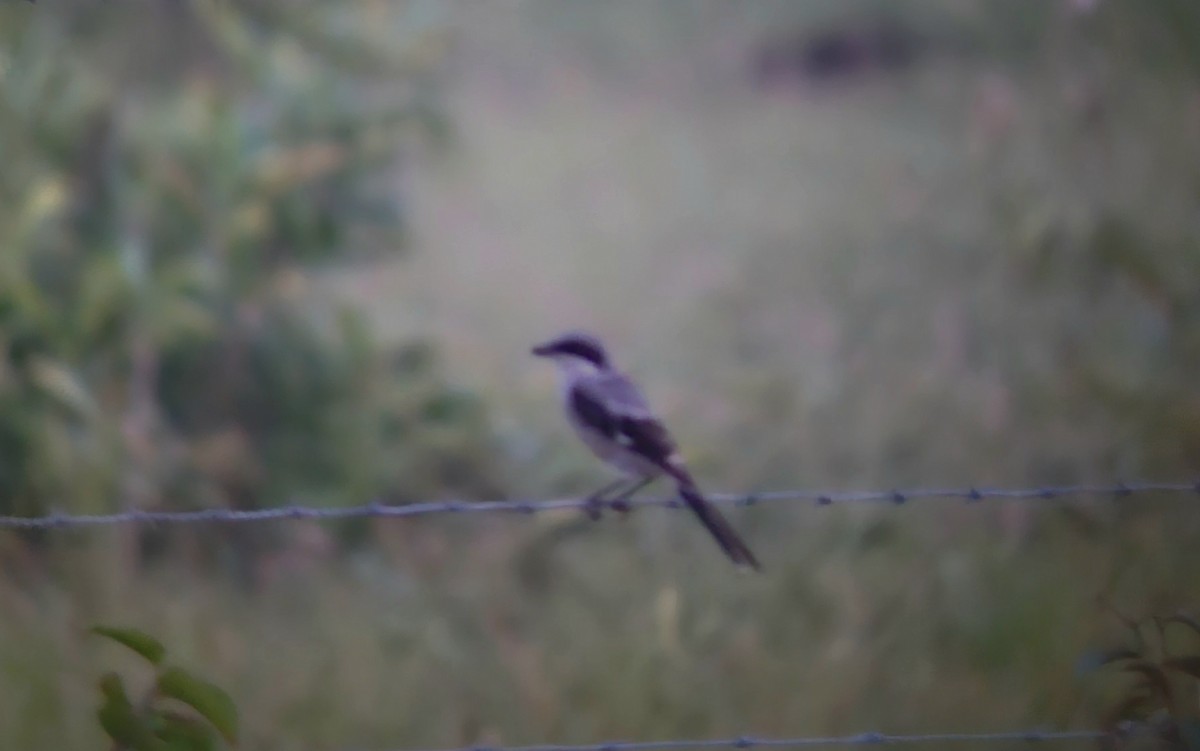 Loggerhead Shrike - ML626196906