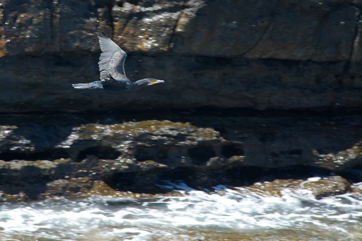 Cormorán Grande - ML626197012
