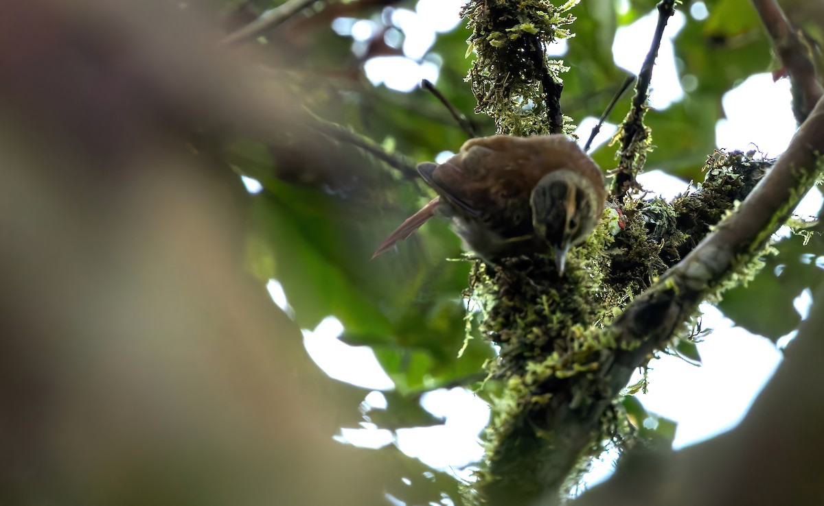 Scaly-throated Foliage-gleaner (Spot-breasted) - ML626197072