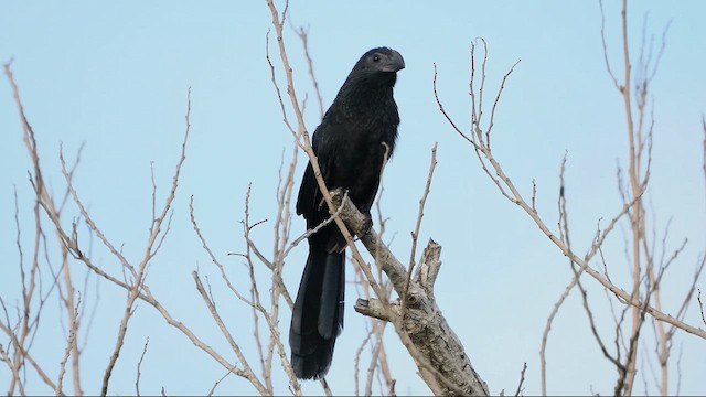 Groove-billed Ani - ML626197196