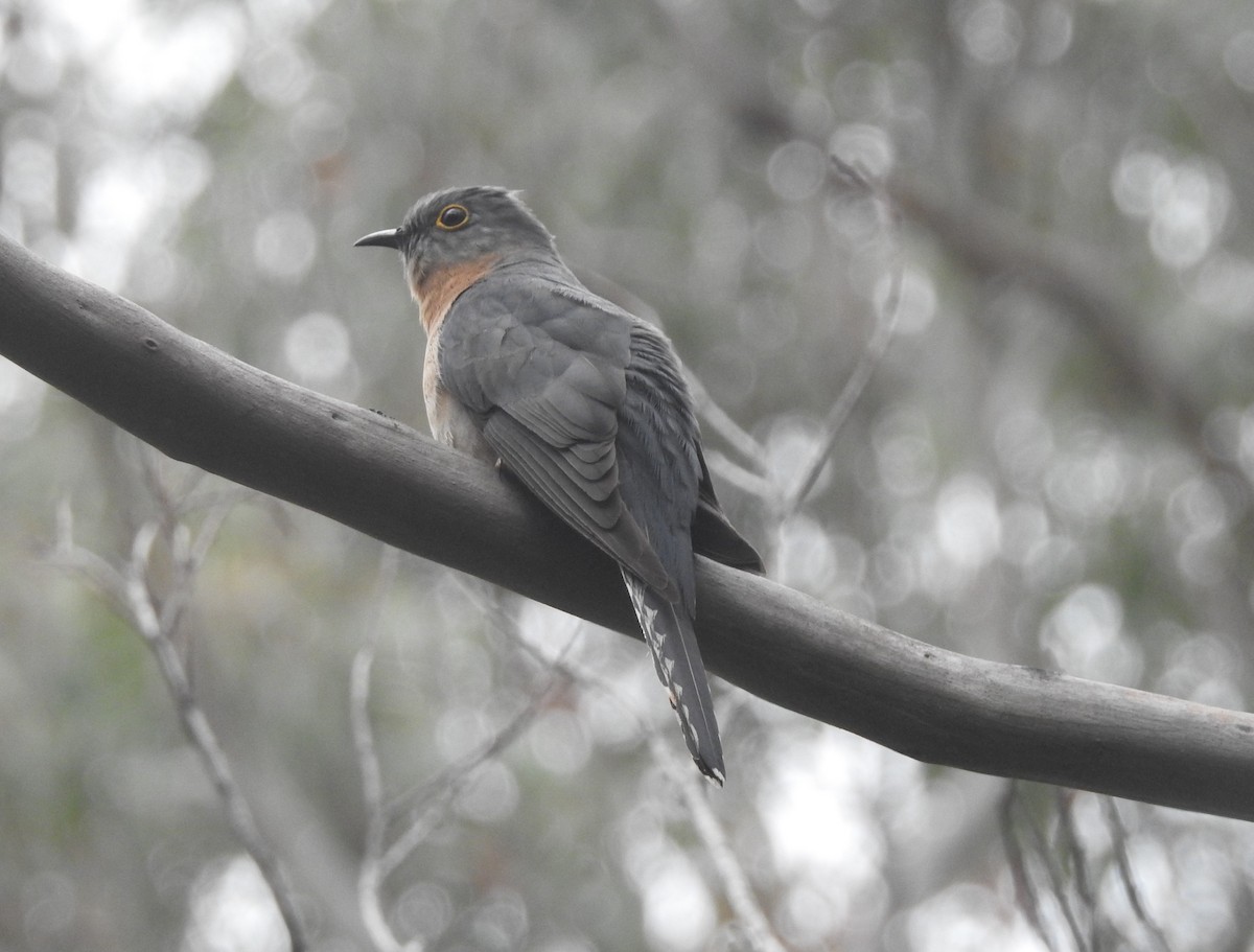 Fan-tailed Cuckoo - ML626197305