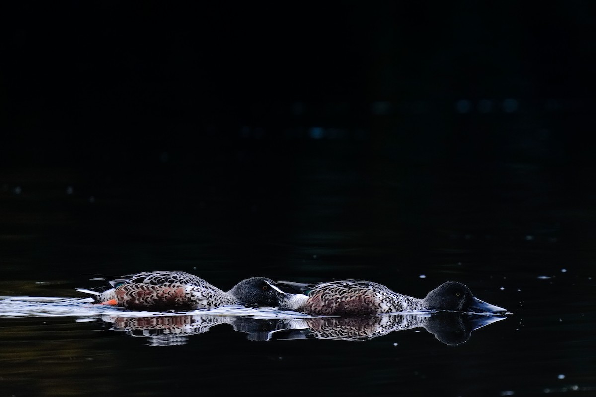 Northern Shoveler - ML626197316