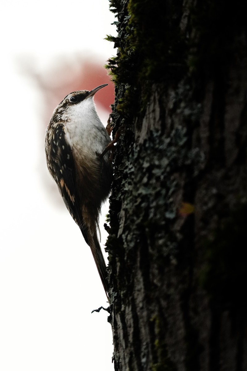 Brown Creeper - ML626197319