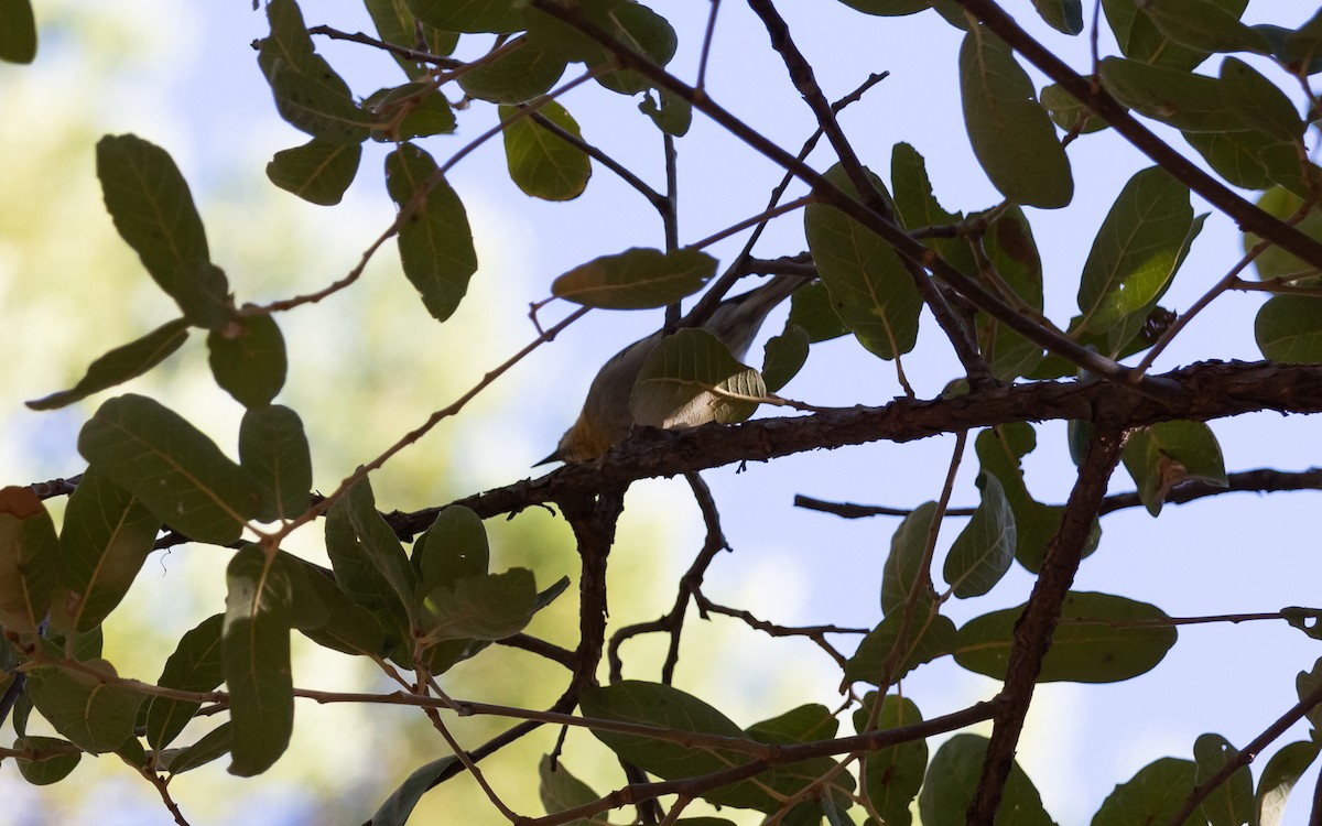 Olive Warbler - ML626197333