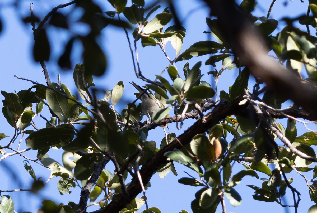 Olive Warbler - ML626197334