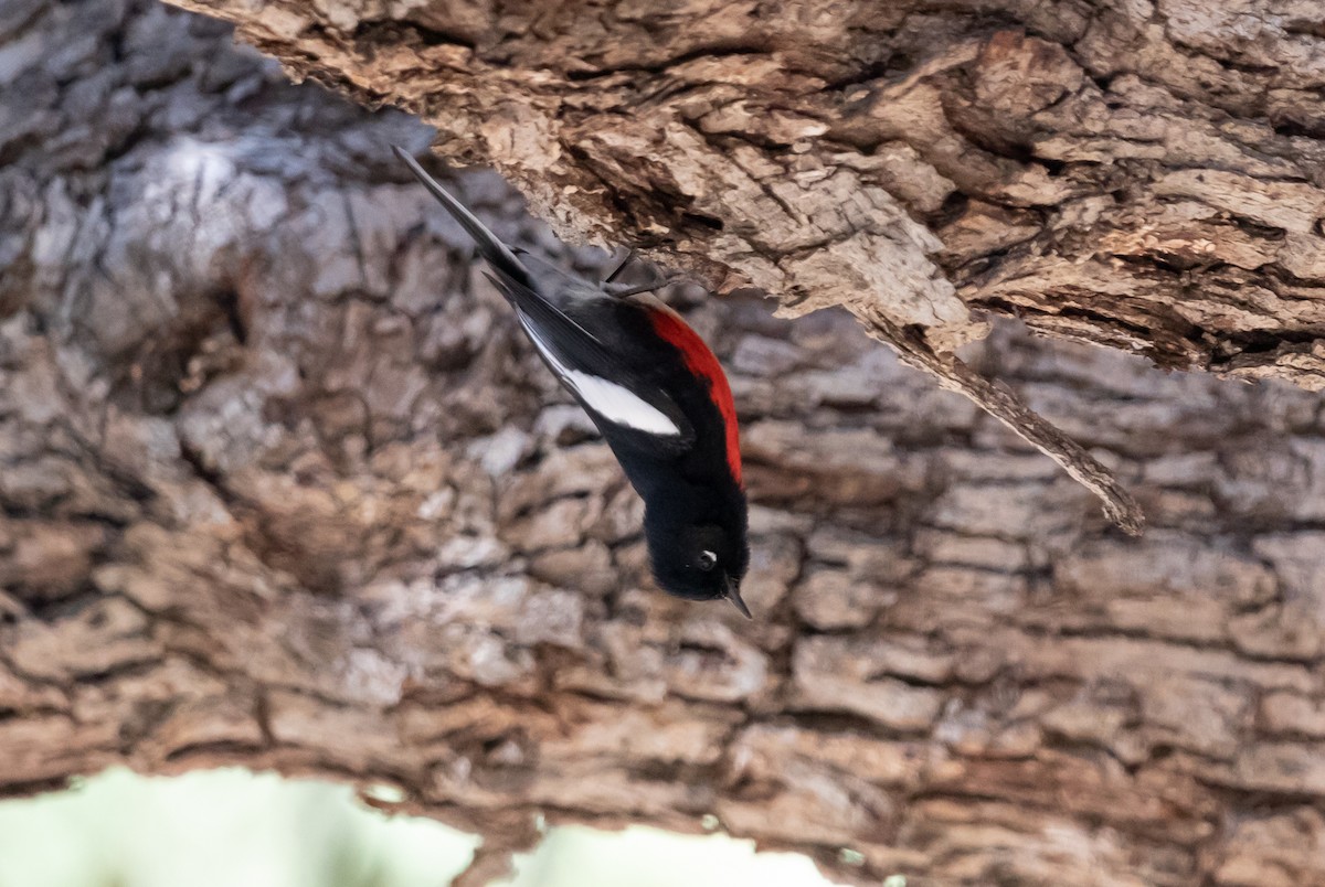 Painted Redstart - ML626197346