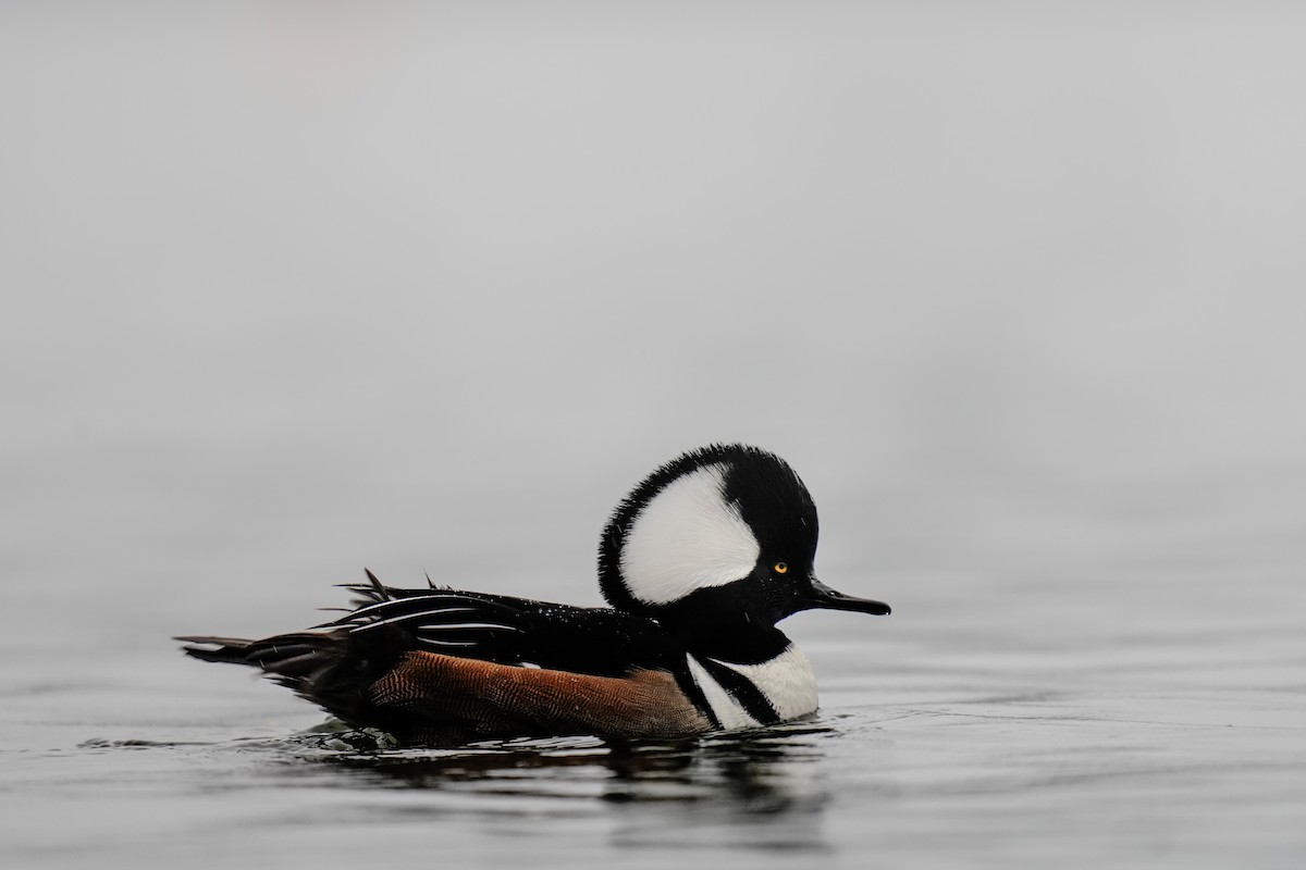 Hooded Merganser - ML626197362