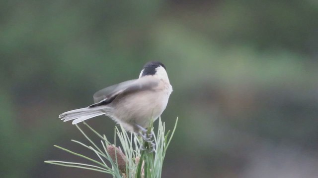 Willow Tit - ML626197400