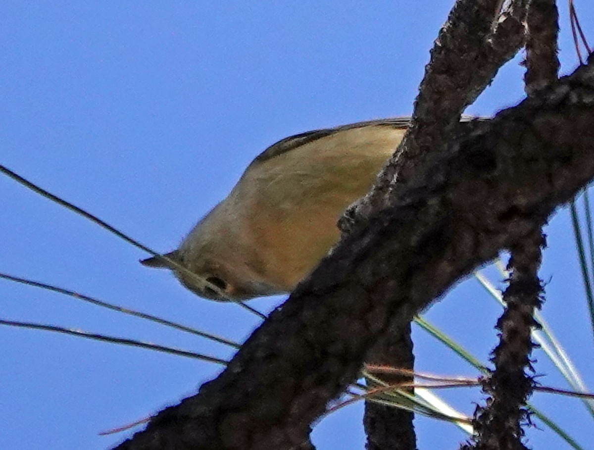 Hutton's Vireo - ML626197750