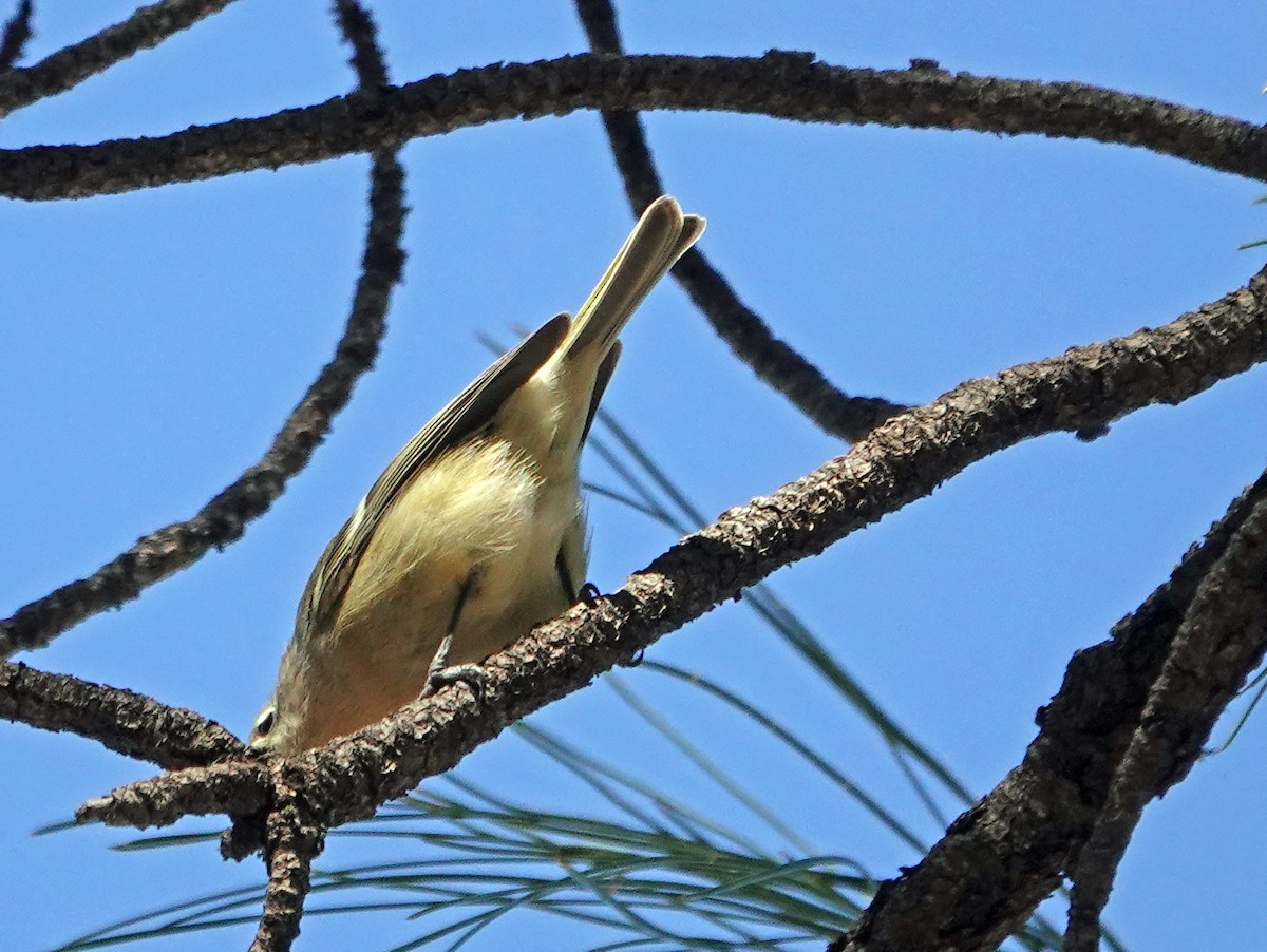 Hutton's Vireo - ML626197751