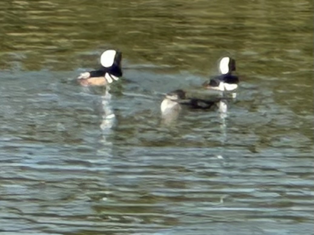 Hooded Merganser - ML626197817