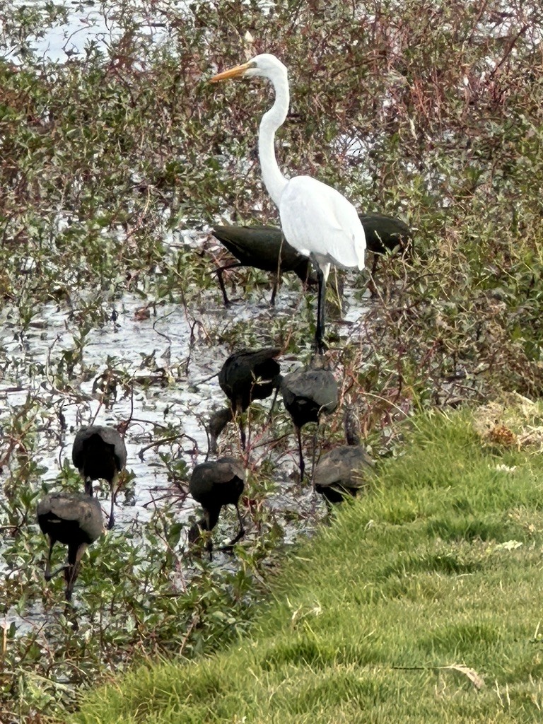 White-faced Ibis - ML626197822