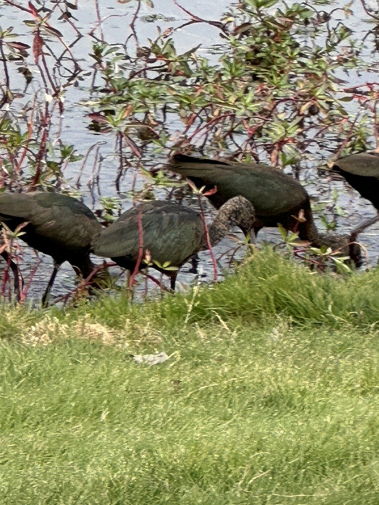 White-faced Ibis - ML626197823