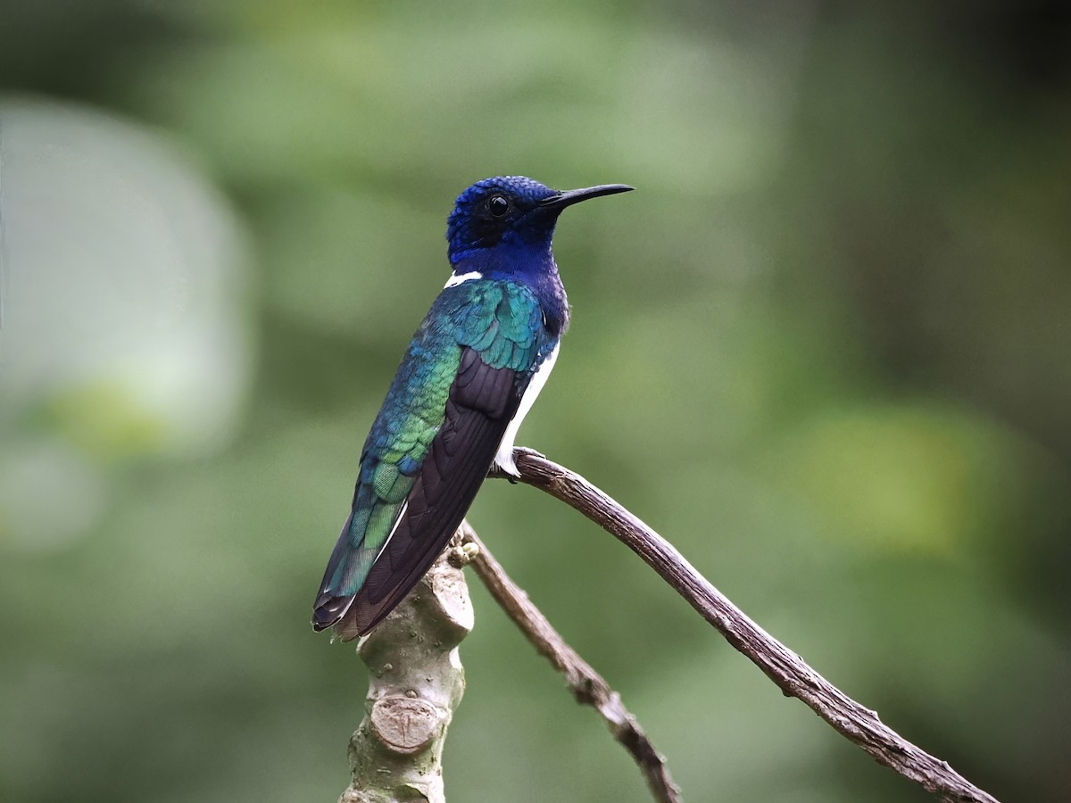 White-necked Jacobin - ML626197835