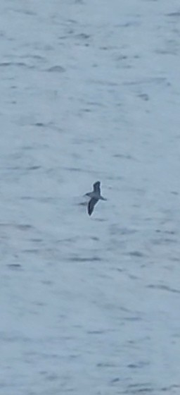 Cory's Shearwater - ML626197937