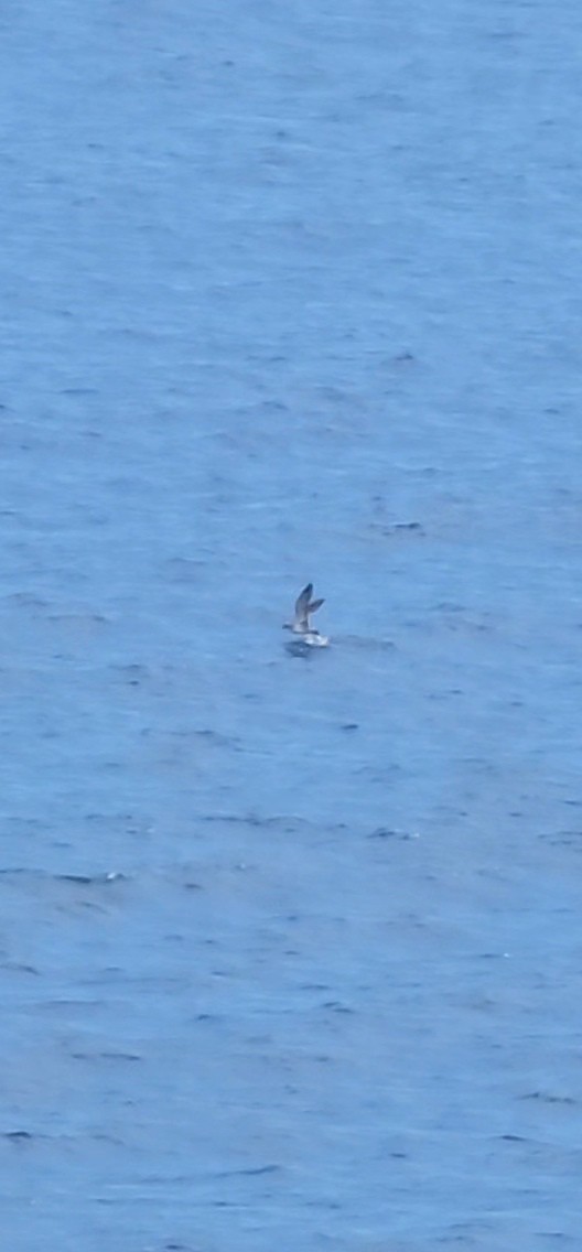 Cory's Shearwater - ML626197938