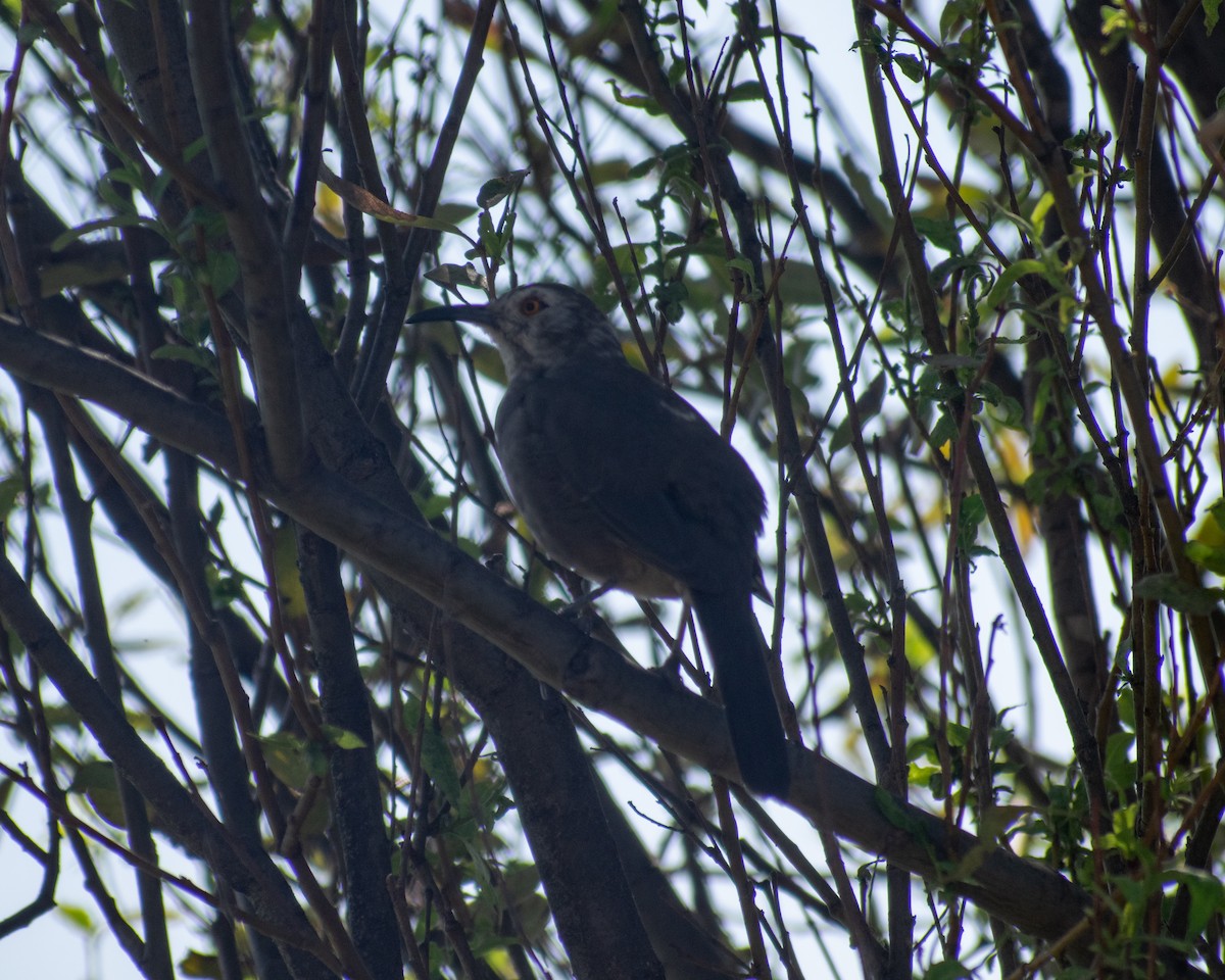 Curve-billed Thrasher (curvirostre Group) - ML626198042