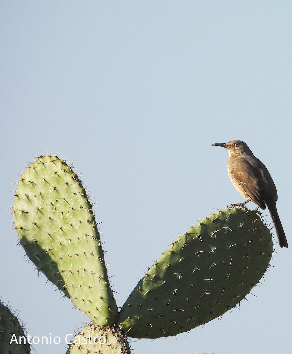 Curve-billed Thrasher - ML626198197