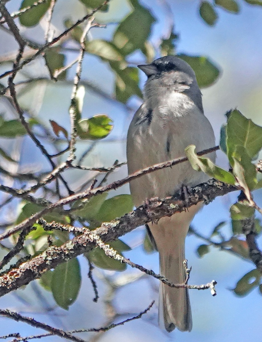 Dark-eyed Junco - ML626198297