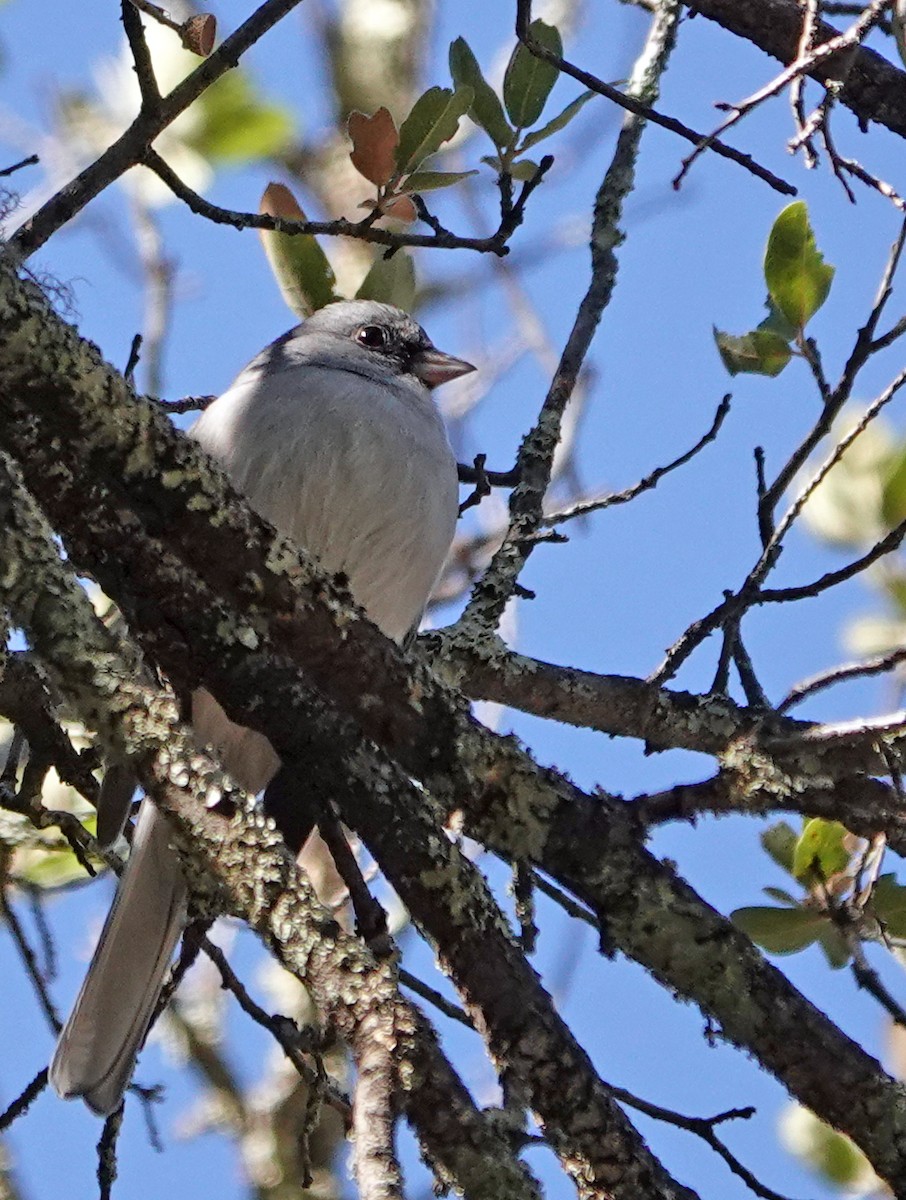 Dark-eyed Junco - ML626198298