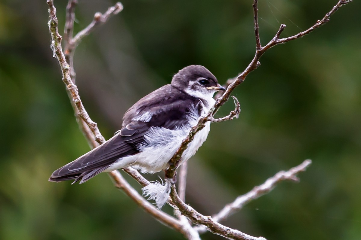 Violet-green Swallow - Carole Rose