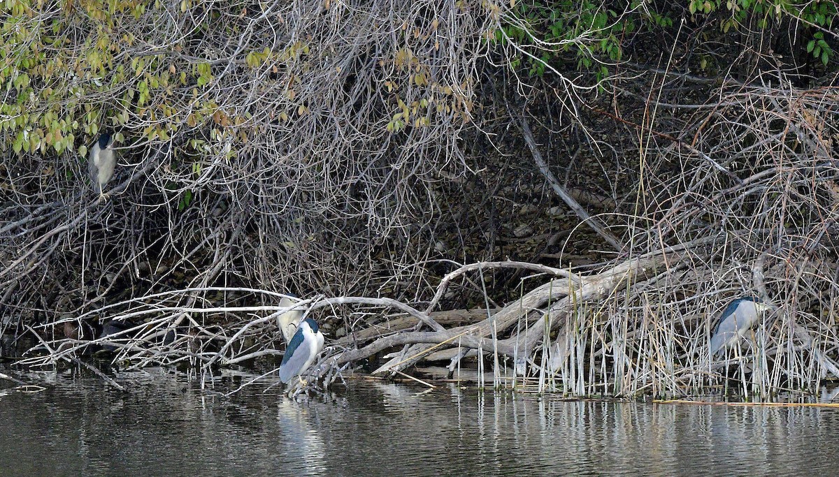 Ногоовор зашин - ML626198379
